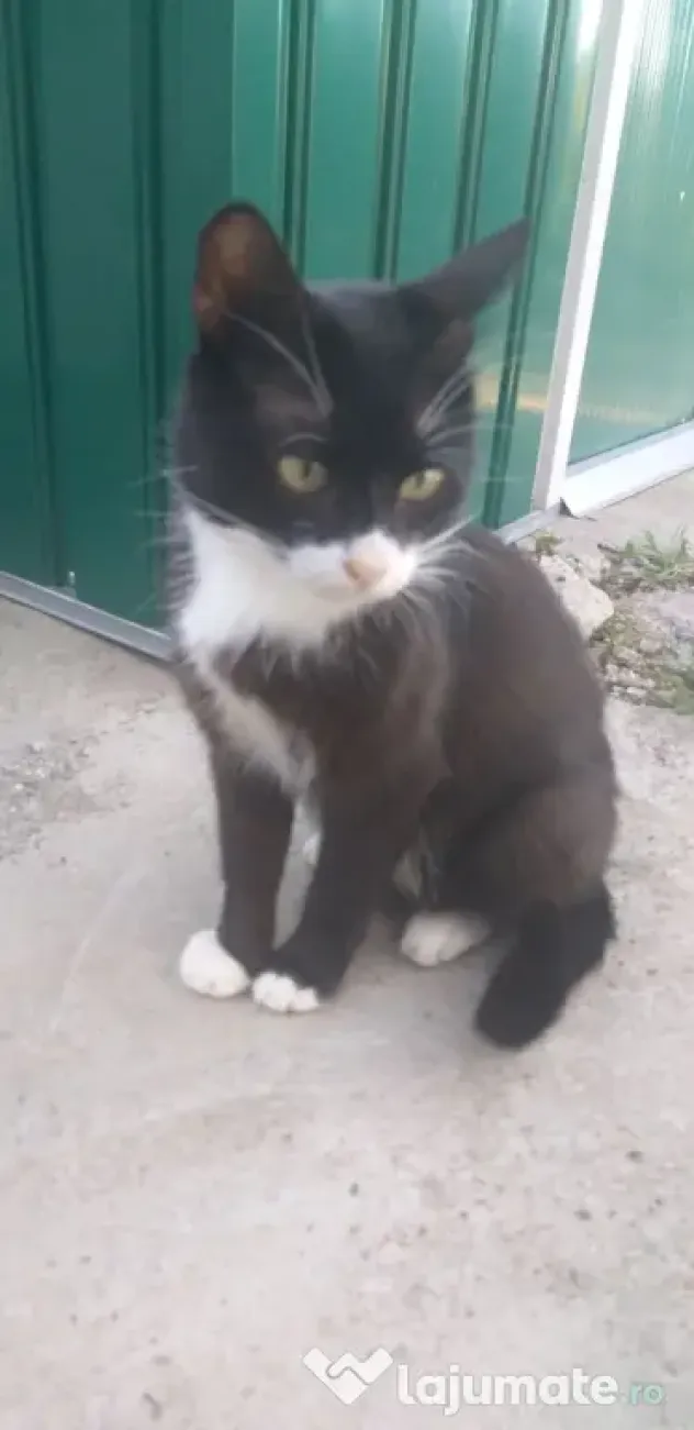 Ofer spre adoptie o pisicuta cu botic alb si sosetute albe