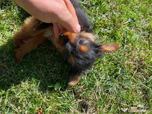 Yorkshire Terrier