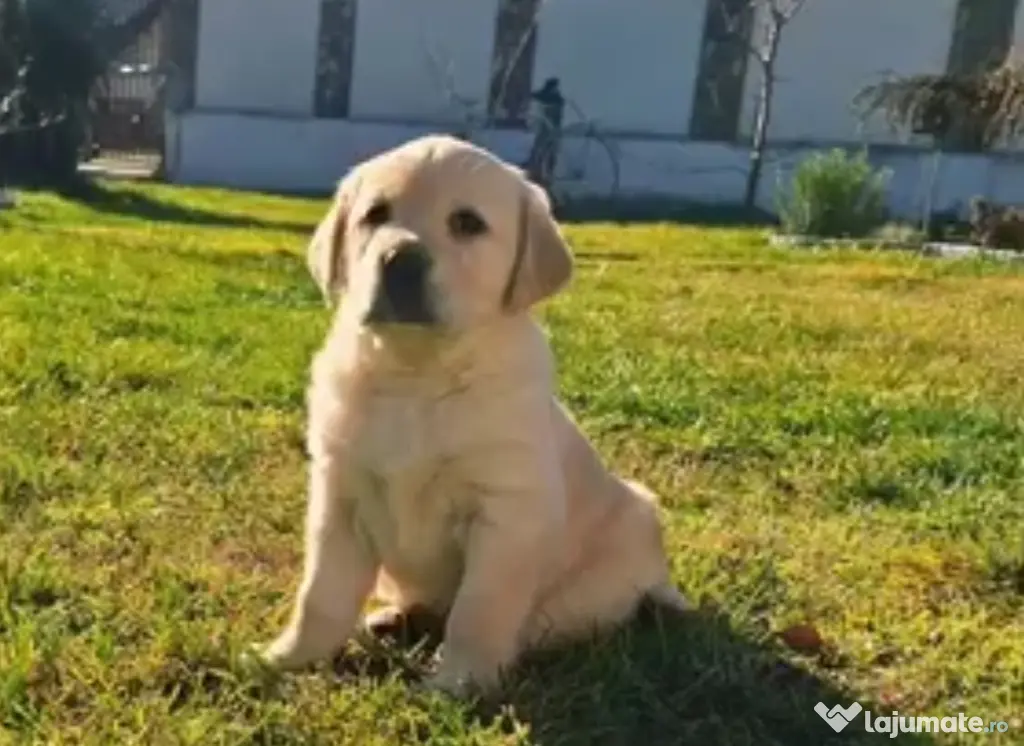 Labrador retriever