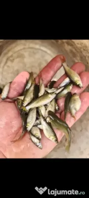 puiet de peste crap fitofag novac amur ten lin somn