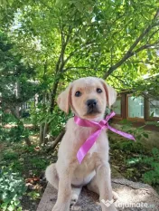 Puiuți de Labrador 