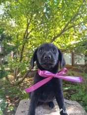 Puiuți de Labrador 
