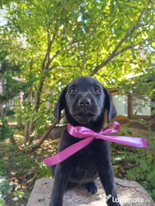 Puiuți de Labrador
