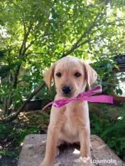 Puiuți de Labrador 