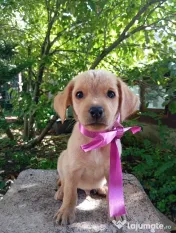 Puiuți de Labrador 