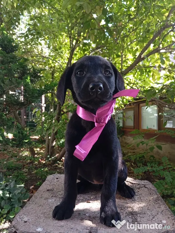 Puiuți de Labrador