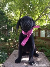 Puiuți de Labrador 
