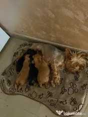 Yorkshire terrier mini toy