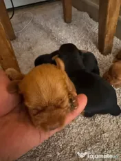 Yorkshire terrier mini toy