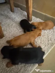 Yorkshire terrier mini toy