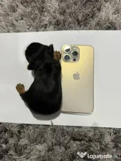 Yorkshire terrier mini toy