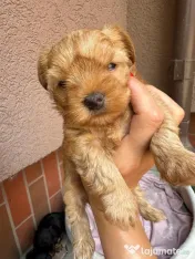 Yorkshire terrier mini toy