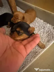 Yorkshire terrier mini toy
