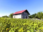 Casă P+M, 80 mp, teren 2.700 mp, zona Moreni