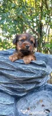 Yorkshire Terrier toy, 3 luni jumate
