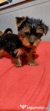 Yorkshire Terrier toy, 3 luni jumate