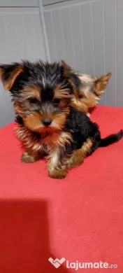 Yorkshire Terrier toy, 3 luni jumate