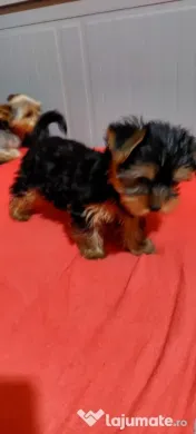 Yorkshire Terrier toy, 3 luni jumate
