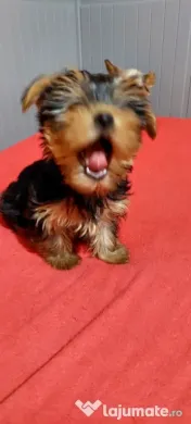Yorkshire Terrier toy, 3 luni jumate