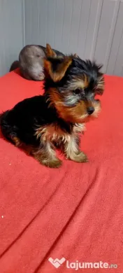 Yorkshire Terrier toy, 3 luni jumate