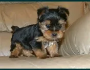 Yorkshire Terrier toy, 3 luni jumate