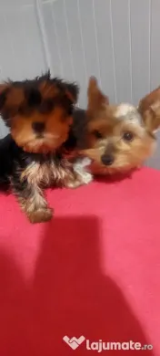 Yorkshire Terrier toy, 3 luni jumate