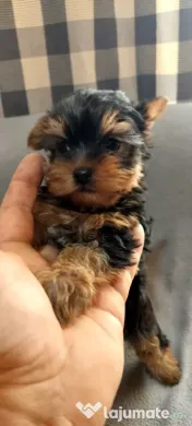 Yorkshire Terrier toy, 3 luni jumate