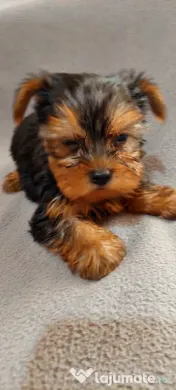 Yorkshire Terrier toy, 3 luni jumate