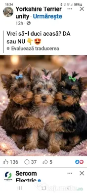 Yorkshire Terrier toy, 3 luni jumate