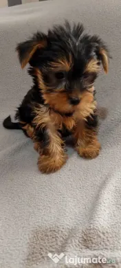 Yorkshire Terrier toy, 3 luni jumate