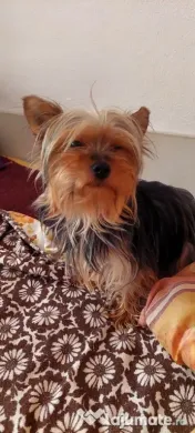 Yorkshire Terrier toy, 3 luni jumate