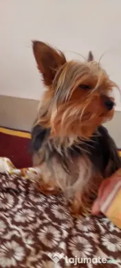 Yorkshire Terrier toy, 3 luni jumate