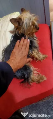 Yorkshire Terrier toy, 3 luni jumate