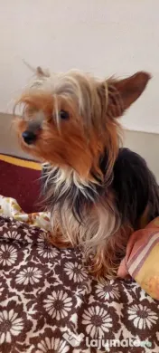 Yorkshire Terrier toy, 3 luni jumate