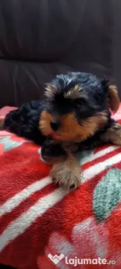 Yorkshire Terrier toy, 3 luni jumate