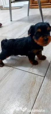 Yorkshire Terrier toy, 3 luni jumate