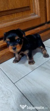 Yorkshire Terrier toy, 3 luni jumate