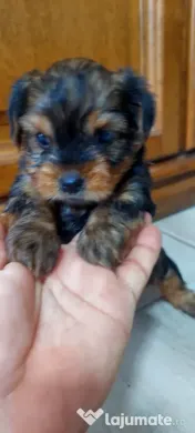 Yorkshire Terrier toy, 3 luni jumate