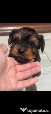 Yorkshire Terrier toy, 3 luni jumate