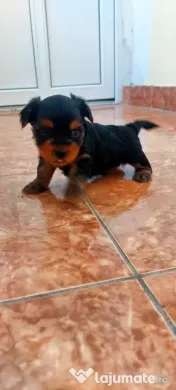 Yorkshire Terrier toy, 3 luni jumate