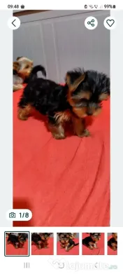 Yorkshire Terrier toy, 3 luni jumate