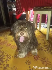 Servicii Îngrijire animale de companie 