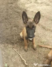 Servicii Îngrijire animale de companie 