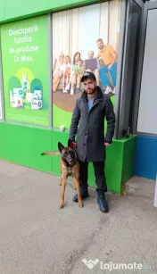 Servicii Îngrijire animale de companie 