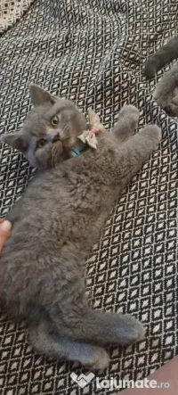 British Shorthair Blue