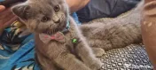British Shorthair Blue 