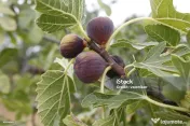 Vând smochine pentru dulceata