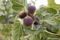 Vând smochine pentru dulceata