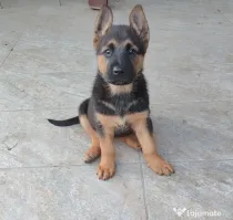 Ciobănesc Malinois x Ciobănesc German