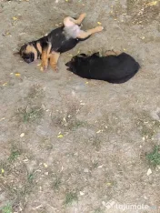 Ciobănesc Malinois x Ciobănesc German